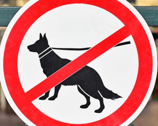 Pets not allowed